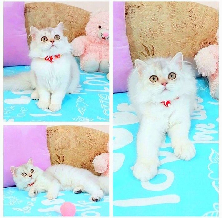 Серебристая шиншилла девочка хайленд