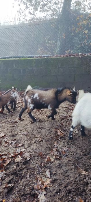 Cabras anãs para venda