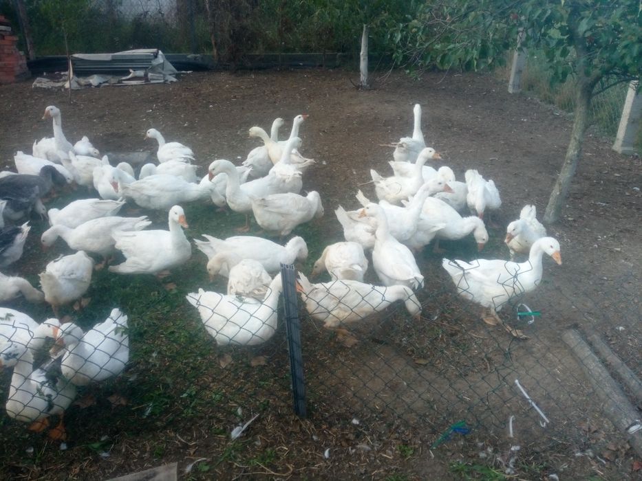 Ekologiczne gęsi /Wolny wybieg/Transport