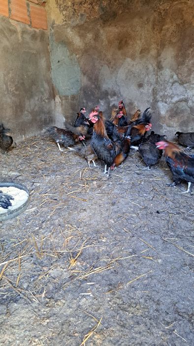 19 granizos para criação