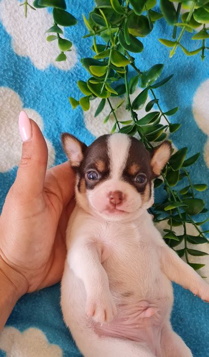 Excelente chocolate Chihuahua/Chiuaua mini, Linhagem Russa, Qualidade