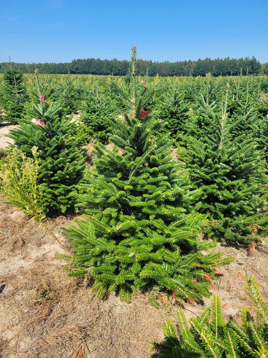 Jodła Frasera w donicy / doniczka 125 - 175 cm- Plantacja TuChoinki.pl