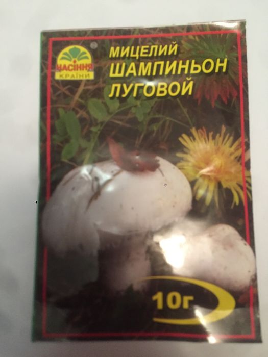 Шампиньон мицелий грибов