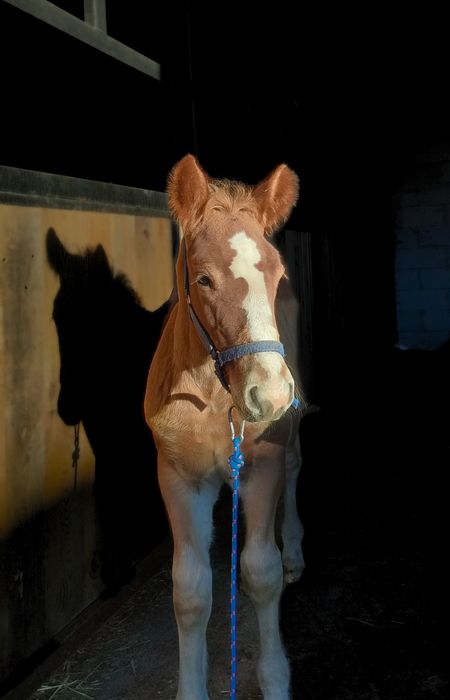 Sprzedam spokojnego ogierka pkz