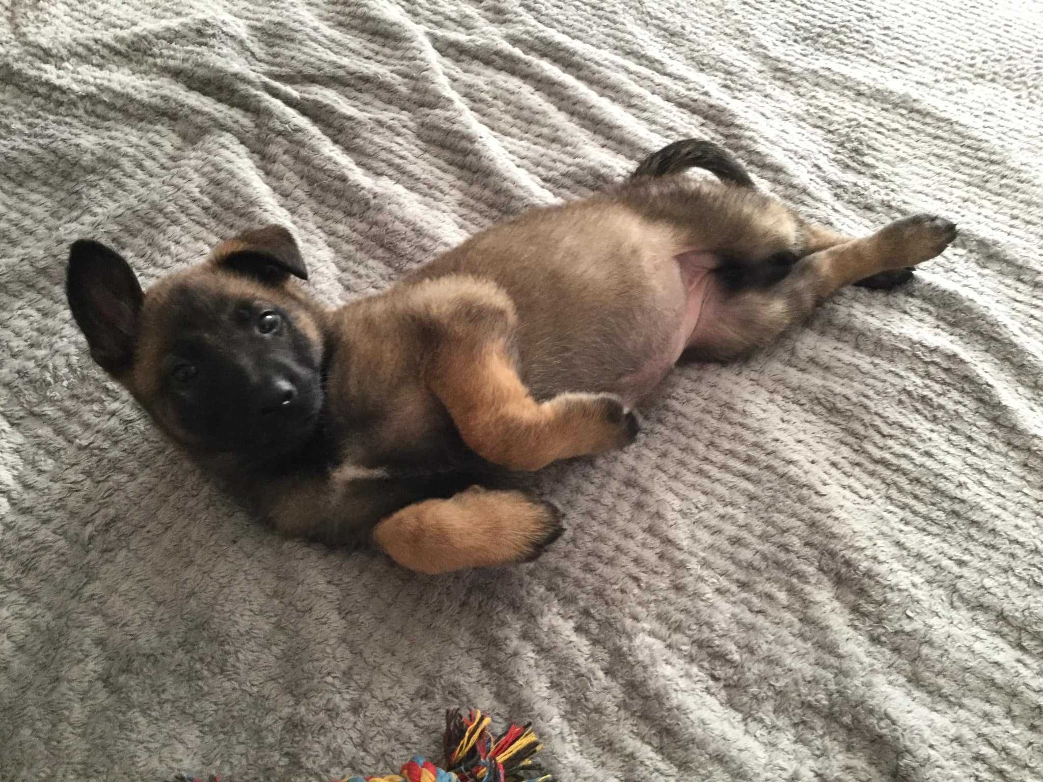 Pastor Belga Malinois muito boa estrutura e um bonita cabeça