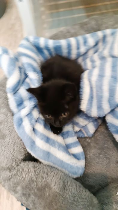 Gatinho bebê para adoção