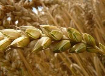 Насіння ярої пшениці  сорту  AMADEO