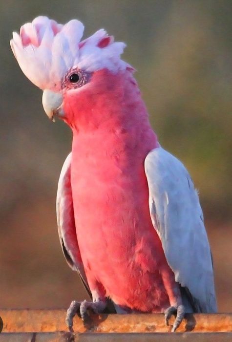 Catatua Galah meiga