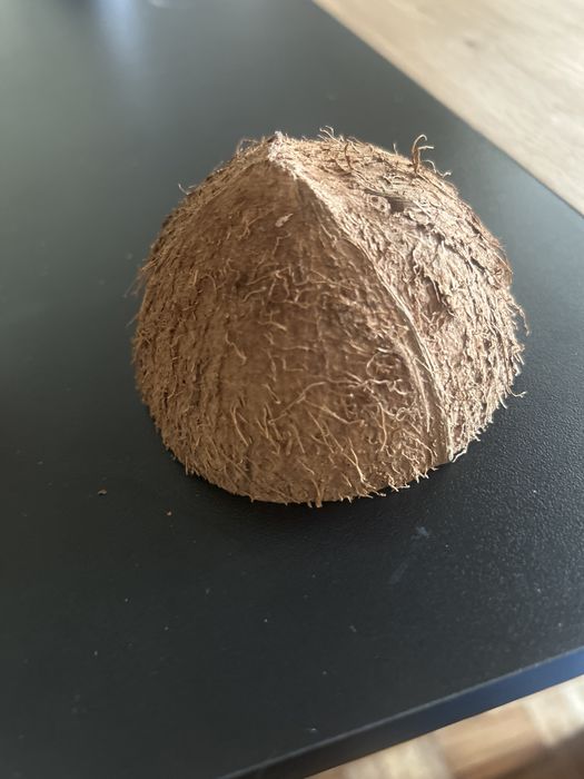 Dois Cocos de aquario