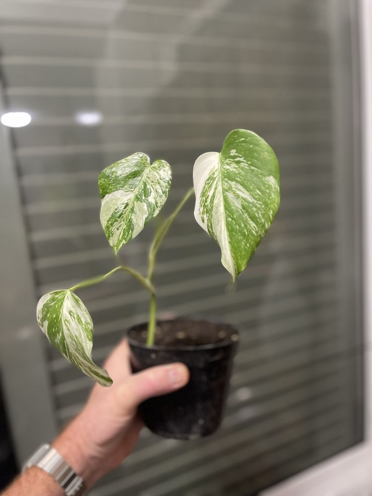 Planta Monstera variagata