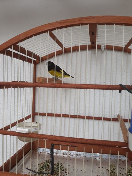 Xantogastre pra ceder ou troca