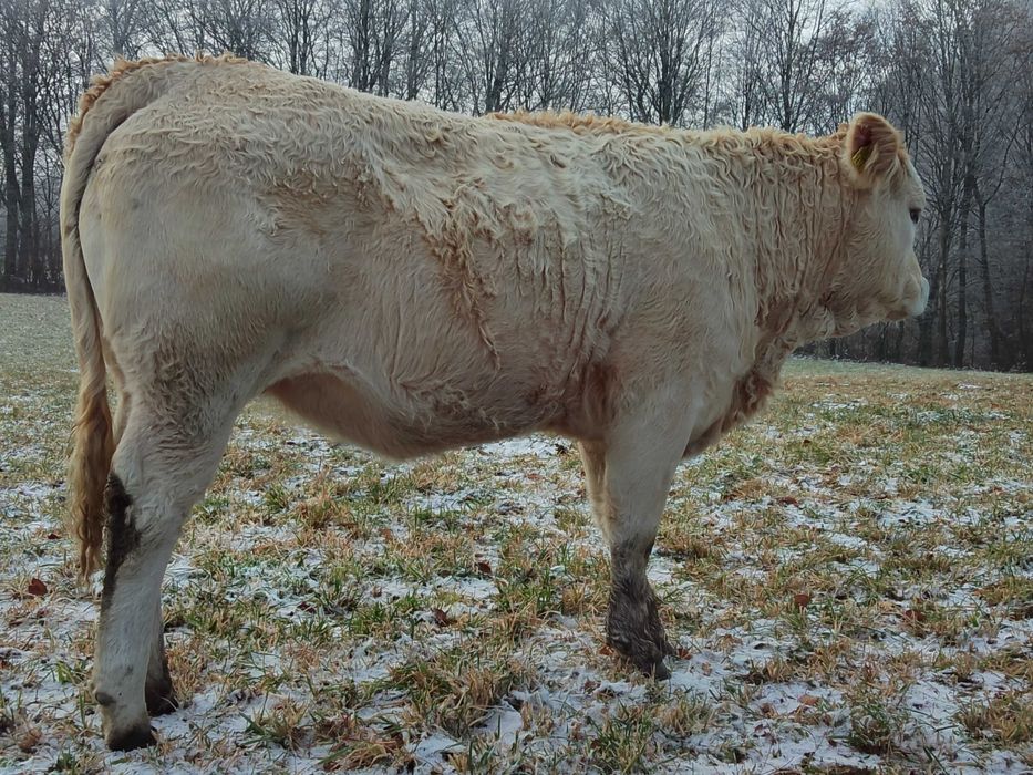 jałówki odsadki cztery sztuki