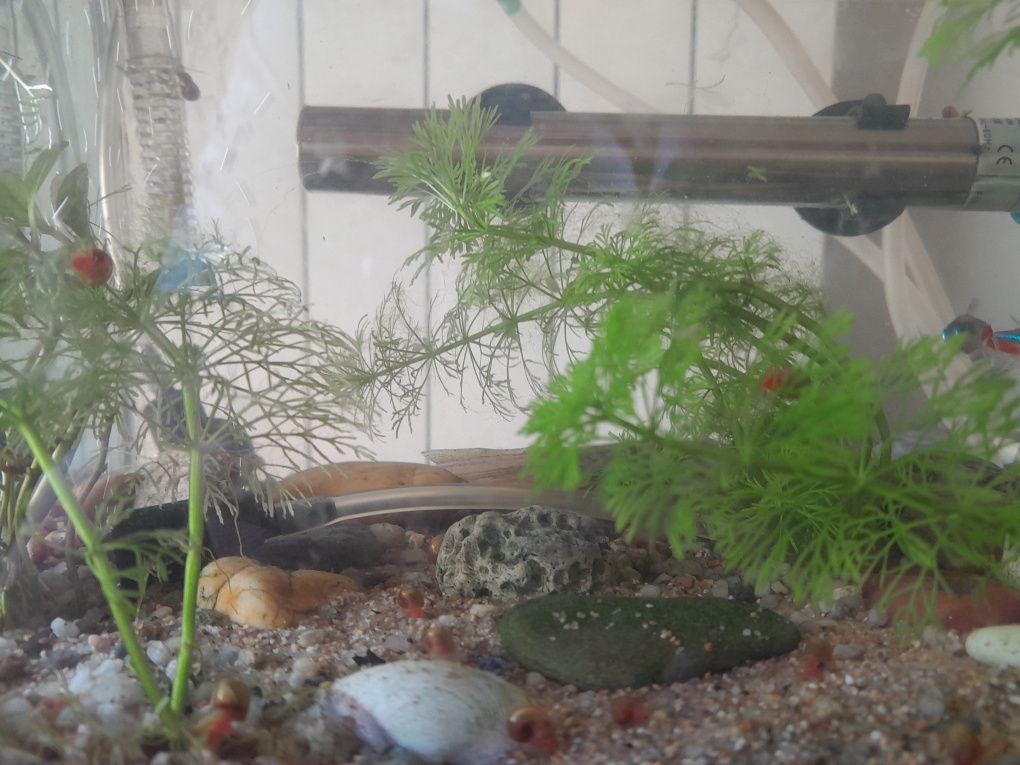 Limnophila sessiliflora e camarões
