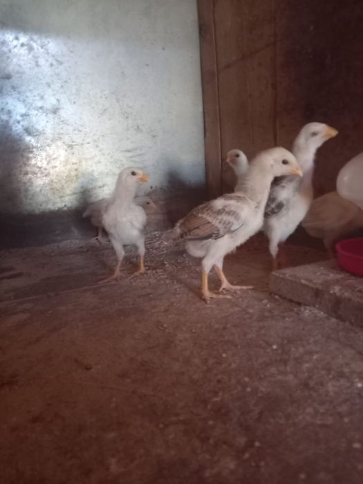 Indio gigante brasileiro  apartir 1 mes