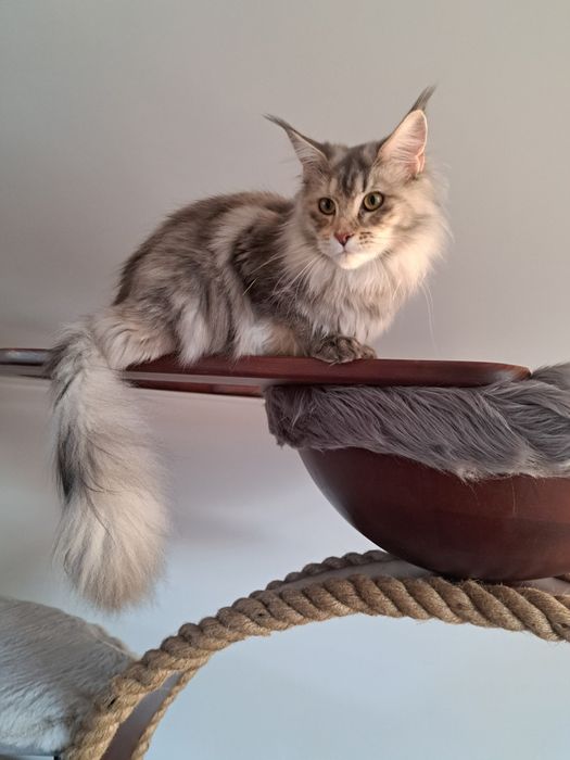 Cudowna kotka Maine Coon