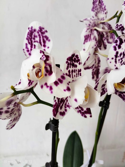 Домашня орхідея МАРАКЕШ пелор з діткою орхидея