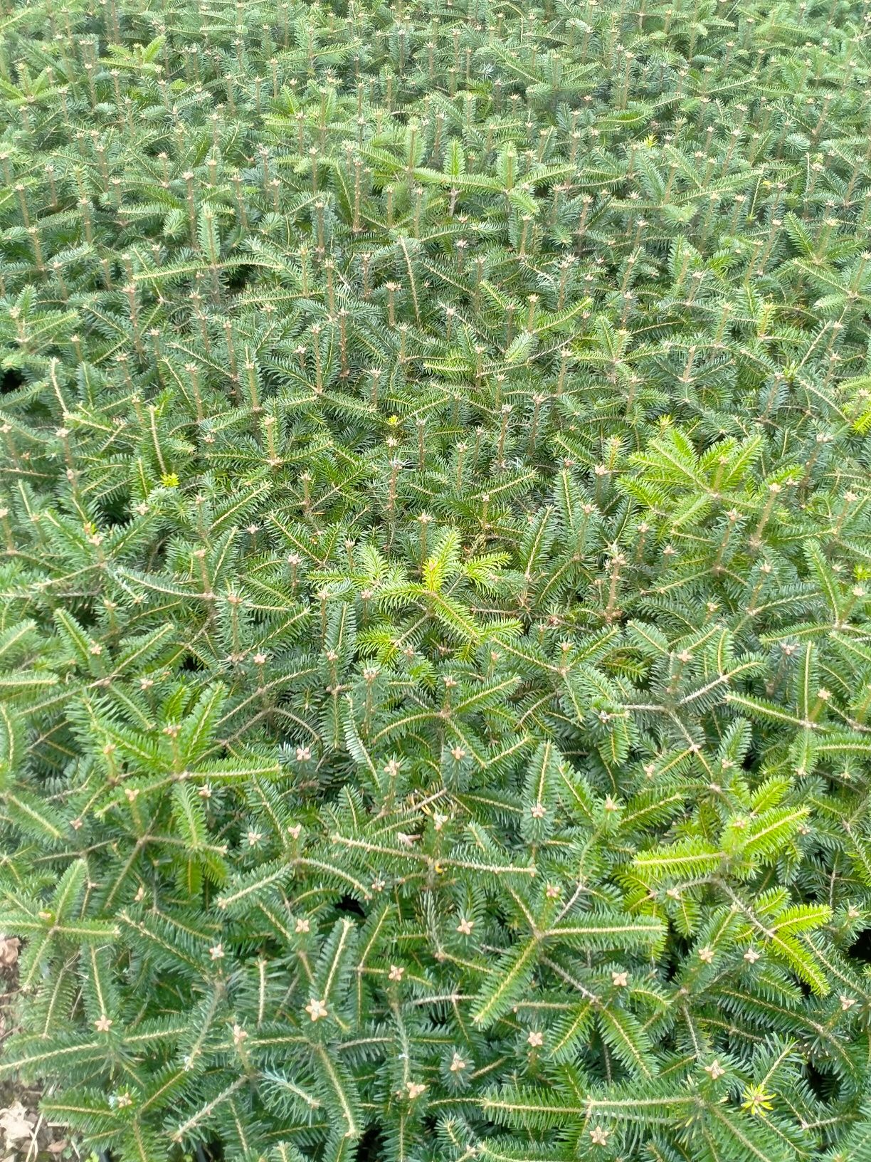 Jodła kaukaska abies nordmanniana