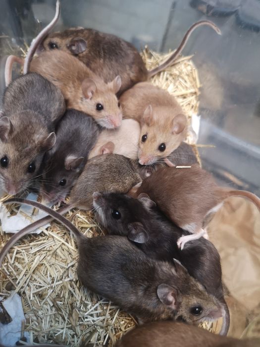 Myszak leśny (Peromyscus maniculatus)