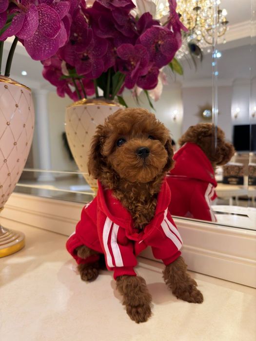 Мальтипу різних забарвленнь міні з чіпом