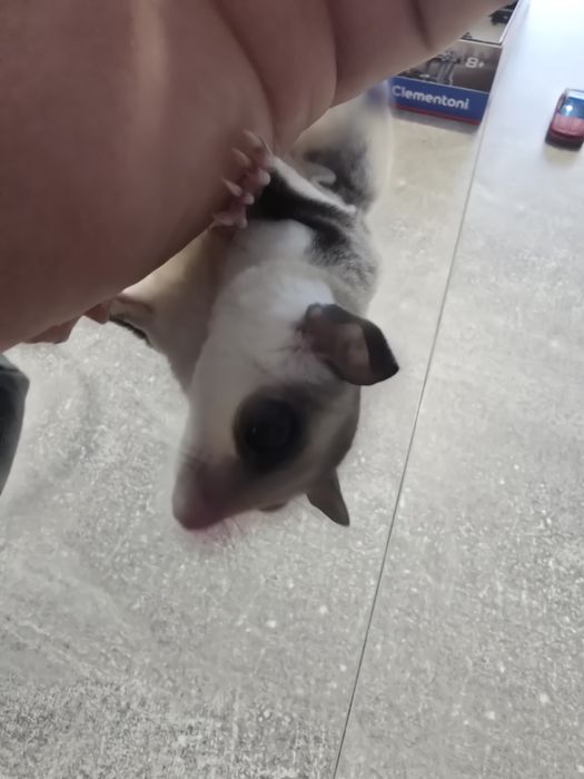 Lotopałanka karłowata samiczka White Face