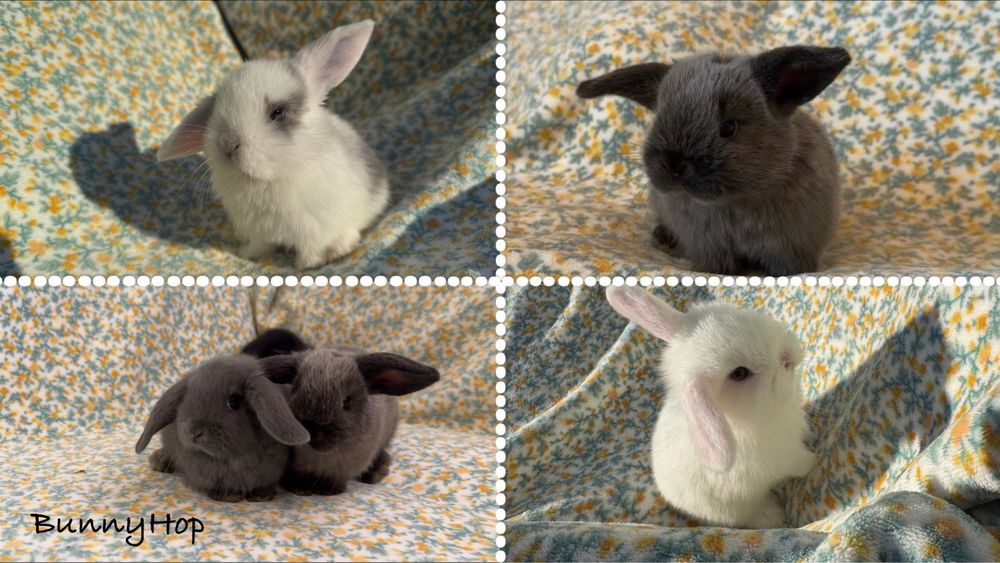 Mini Lop, Baranek Miniaturowy