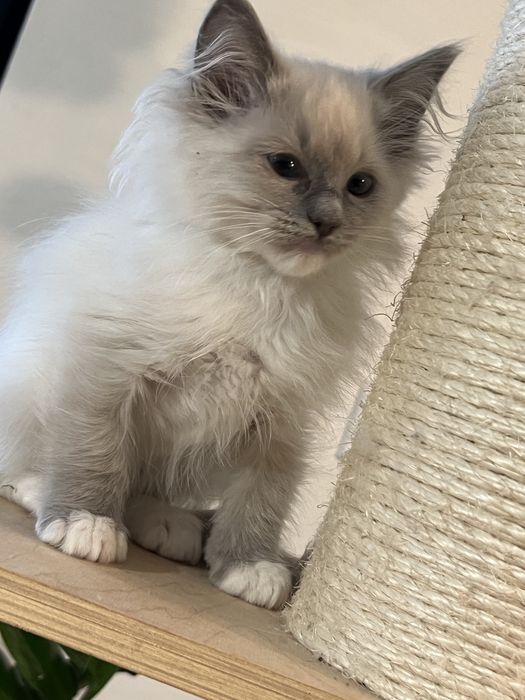 Sliczny  kocurek ragdoll gltowy do zmiany domu
