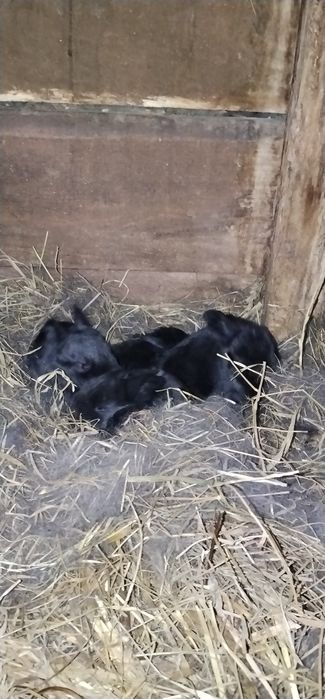 Klatki + 24króliki+ 3 mioty