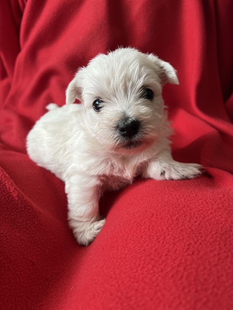 Suczka West Highland White Terrier