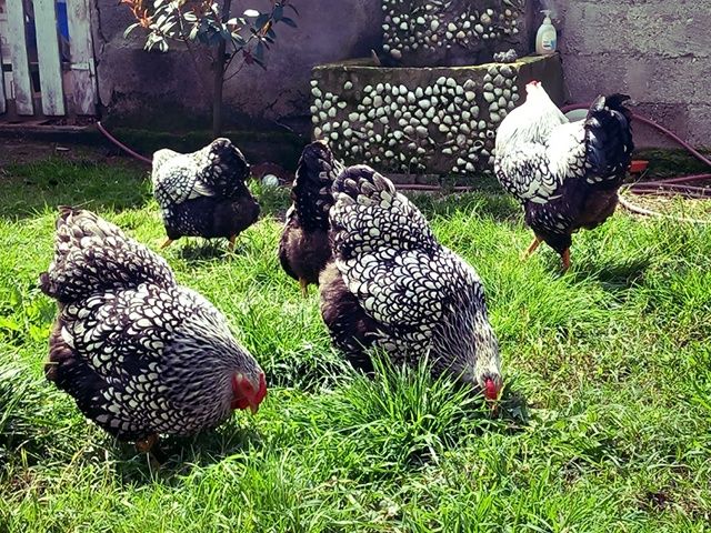 Інкубаційне яйце та курчата.Віандот: срібло, біле золото, помаранчевий