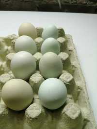 Jaja lęgowe kur araukana,  włoszka srebrna,australorpa ,wyandotte,ayam