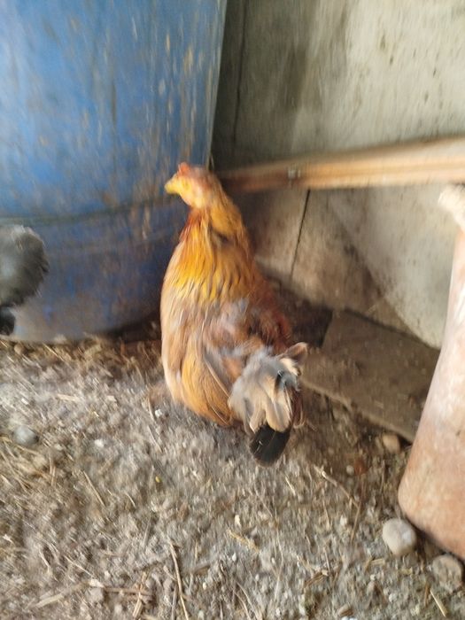 Um granizo e duas garnizas