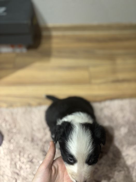 Szczeniak Border collie