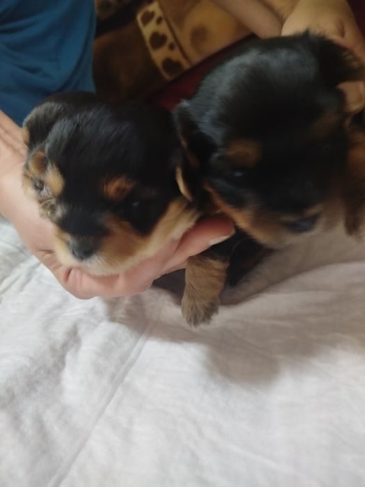 Продам щенков Йорке