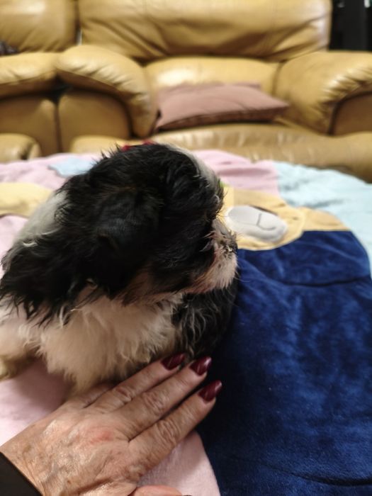 Biewer Yorkshire terrier York