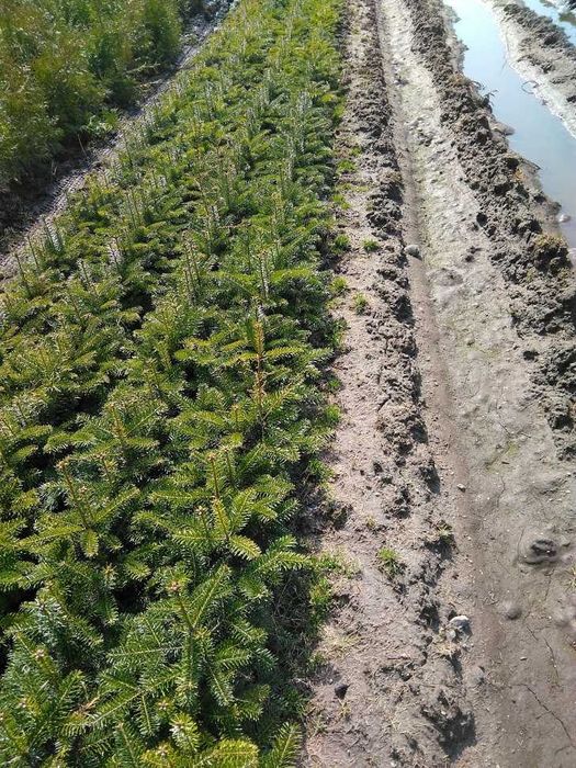 Jodła kaukaska 2/1 2/2 Jodła kaukaska, jodła Nordmanna na choinki