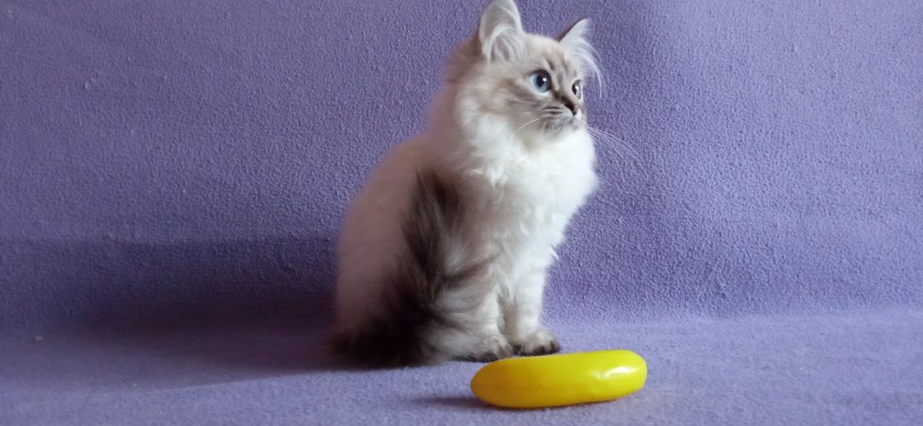 Невские Маскарадные котята с родословной
