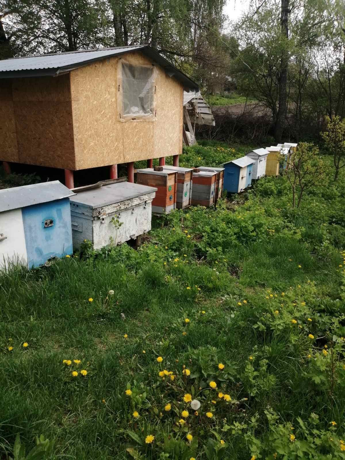 Бджолині відводки, сім'ї, мед!