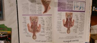 Atlas anatomiczny. Peter AbrahamsCiało człowieka: budowa i funkcjonowa