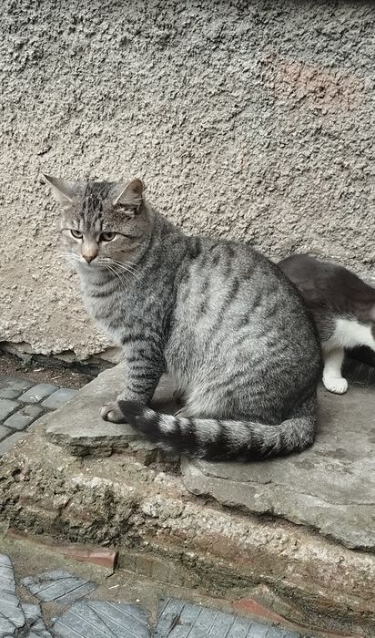 Безкоштовно котик