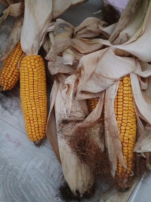 50 sztuk kolb kukurydzy kolby kukurydza wysyłka