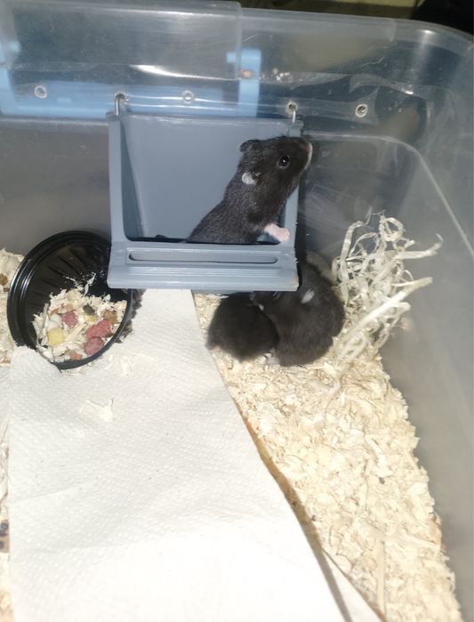 Джунгарики хом'яки