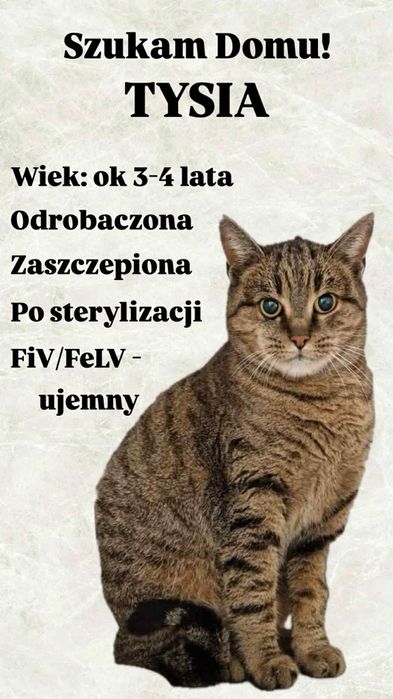 Cudowna Tysia do adopcji