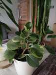 Peperomia śliczna zdrowa dorodna