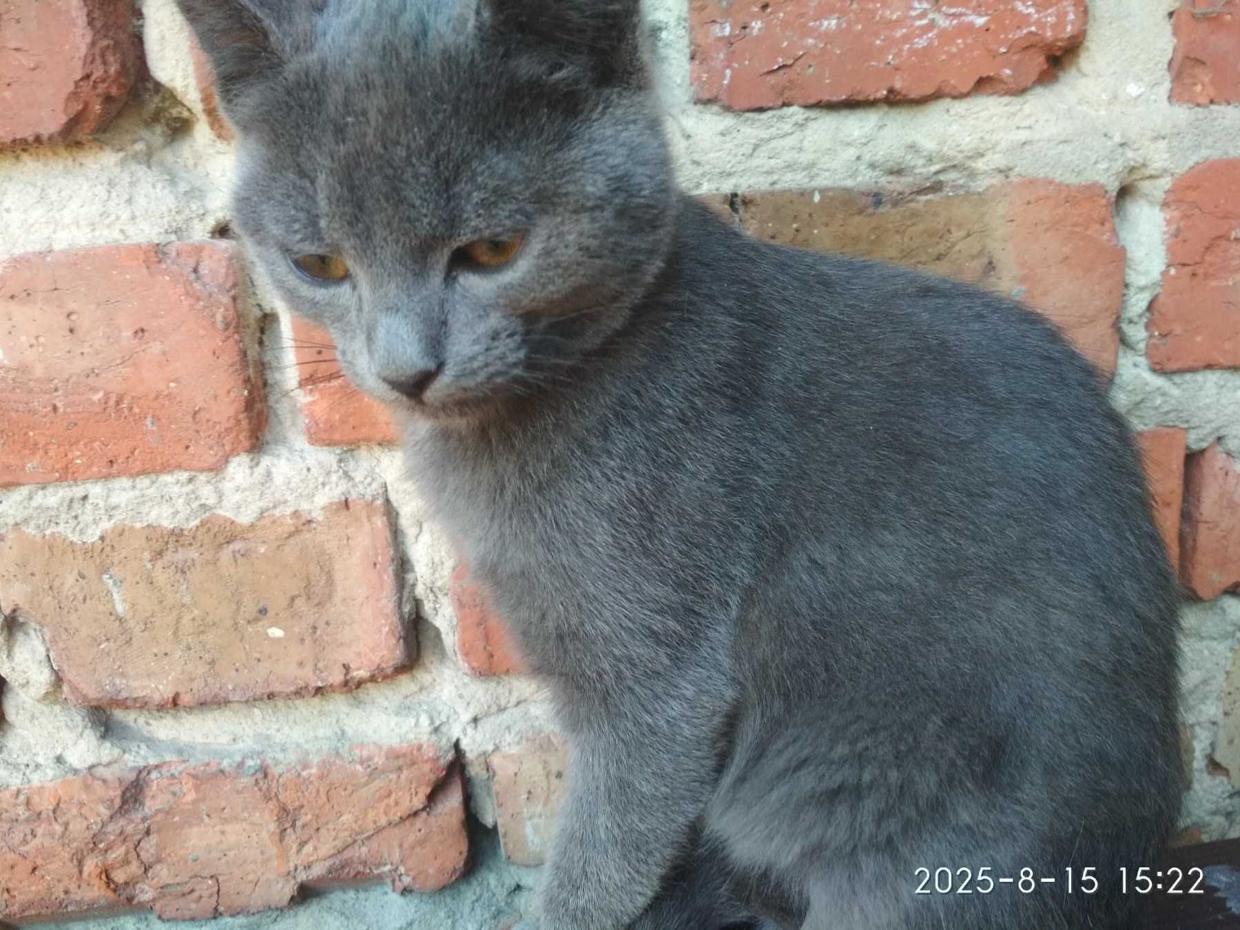 котик хлопчик голубий