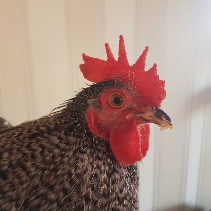 Кохинхины карликовые петухи