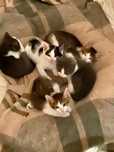 5 Gatinhos bebés para Adoção!