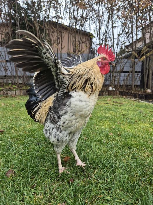 Sprzedam koguty 3 sztuki