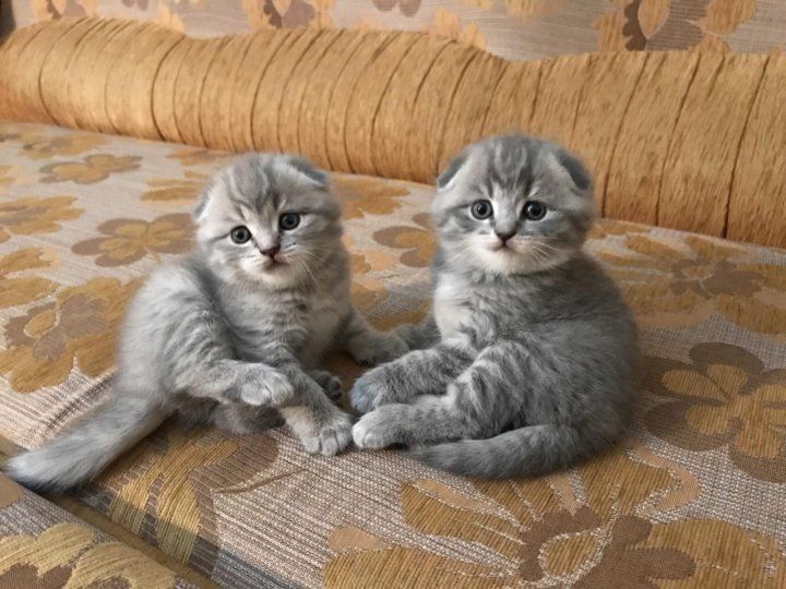 Очень красивые котята