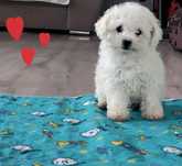Bichon Frise  szczenięta FCI