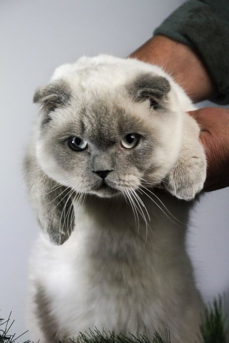 Шотландська кішечка висловушка,блю поінт